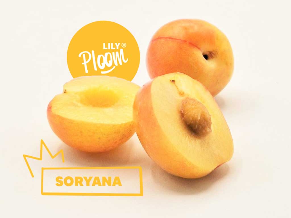Soryana, la petite dernière de la gamme Lily Ploom !